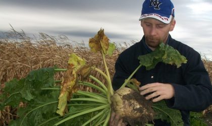 Relance de la betterave à sucre au nord du pays : éviter les erreurs des années 1970