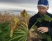 Relance de la betterave à sucre au nord du pays : éviter les erreurs des années 1970