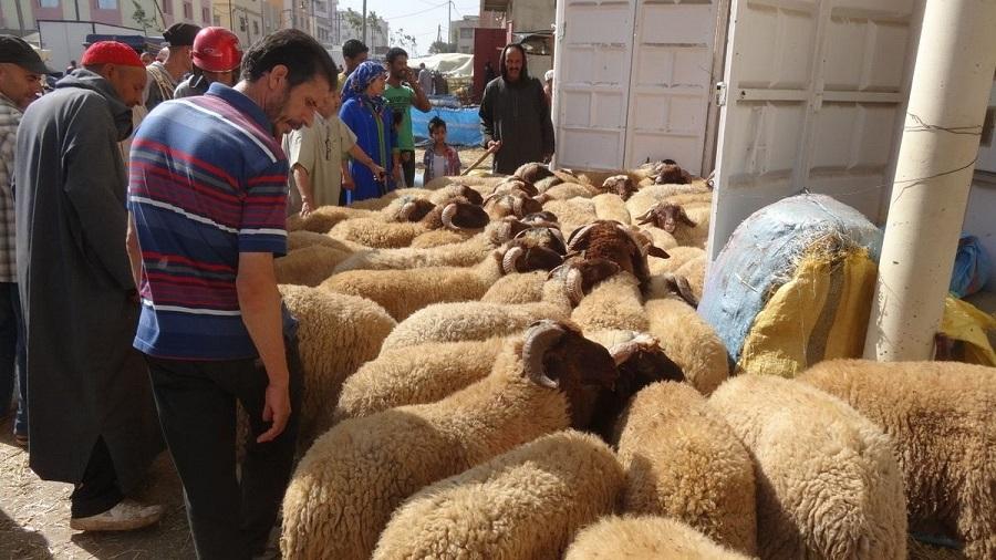 moutons Maroc