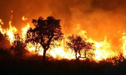 Les incendies de forêt commandités de l’étranger : la piste marocaine se précise