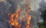 Une cagnotte pour les agriculteurs algériens touchés par les incendies d’août 2021
