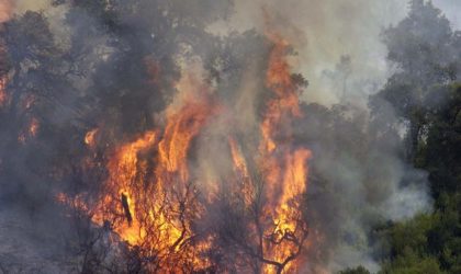 Incendies de forêts : dernier délai pour l’indemnisation des agriculteurs le 15 décembre prochain