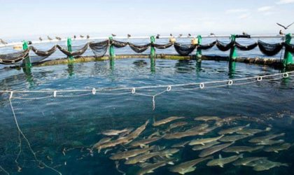 Aquaculture : production de 50 000 tonnes supplémentaires d’ici 2024