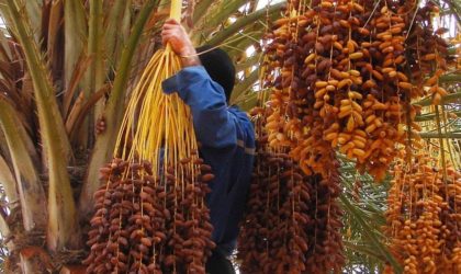 Les Marocains appellent au boycott de la datte algérienne suite à l’affaire d’Al-Arja