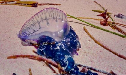 L’apparition de la méduse portugaise mortelle dans 8 wilayas côtières