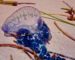 L’apparition de la méduse portugaise mortelle dans 8 wilayas côtières