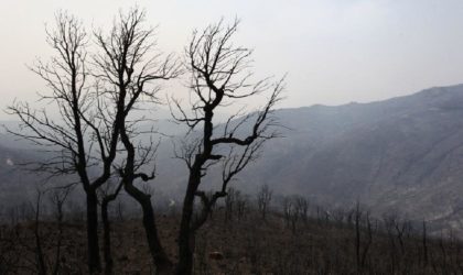 Appel à l’action «D’un cœur à l’autre» en faveur de la reconstruction de la Kabylie qui brûle