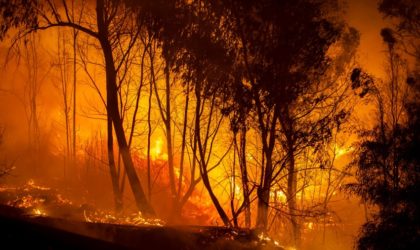 Plan de prévention et de lutte contre les incendies de forêts