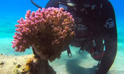 L’Italie en guerre contre les trafiquants de corail rouge