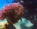 L’Italie en guerre contre les trafiquants de corail rouge