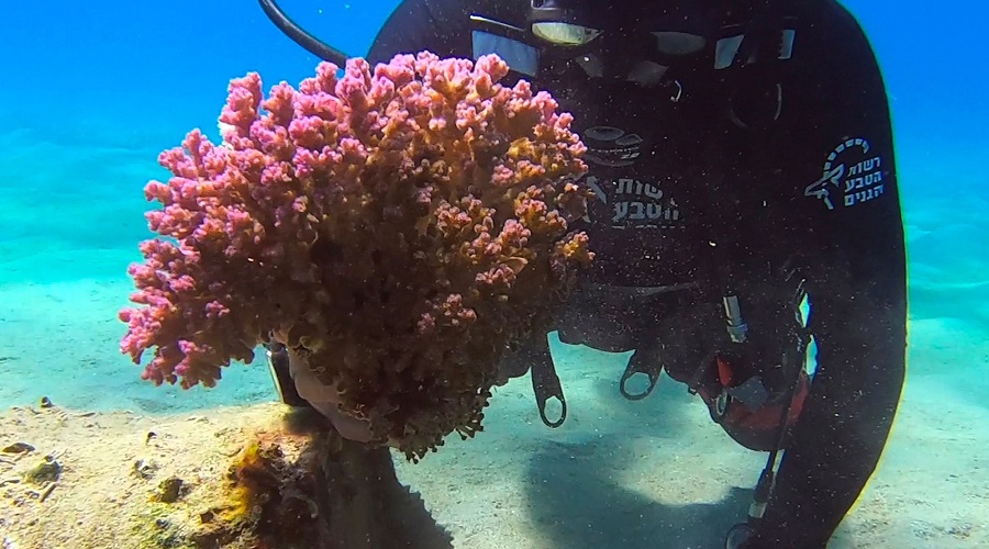 corail rouge trafic