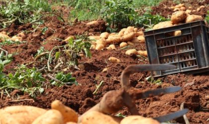 La Hollande voudrait développer des filières agricoles avec l’Algérie