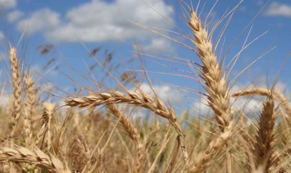 Les réserves de blé couvrent une période de 8 mois : il faut augmenter la production nationale