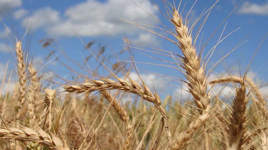 Une production de plus de 850 000 quintaux de céréales prévue à Djelfa