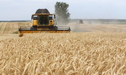 Effondrement de la production céréalière : le Makhzen face à une crise alimentaire sans précédent