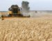 Effondrement de la production céréalière : le Makhzen face à une crise alimentaire sans précédent