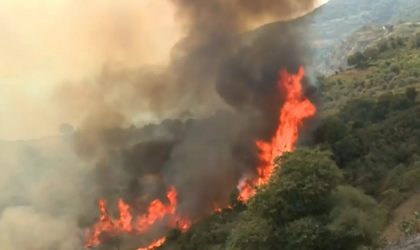 Feux de forêts : un présumé incendiaire interpellé et placé en détention provisoire