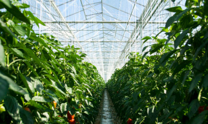 Agriculture : projet de coopération algéro-néerlandais pour la conception de serres intelligentes