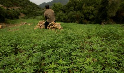 Un Marocain à sa tête : un réseau de trafic de drogue entre les Pays-Bas, le Maroc et Melilla démantelé