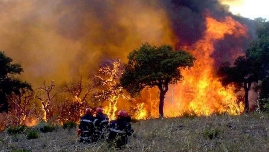 97 incendies Algérie
