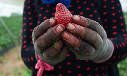 Une alerte lancée en Espagne : le Maroc vend à l’Europe des fruits empoisonnés