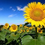 tournesol Chlef