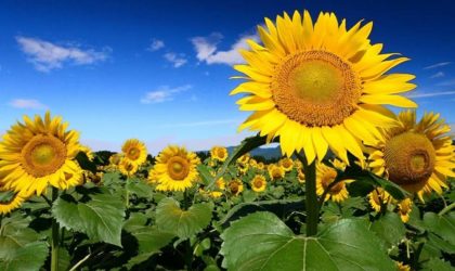 Culture de tournesol à Chlef : une expérience réussie et des horizons prometteurs