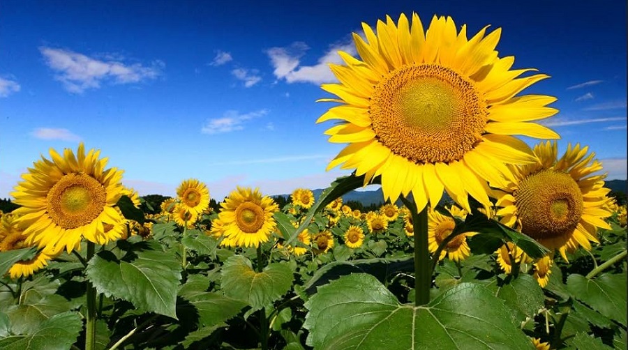 tournesol Chlef