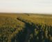 Sonatrach : projet pilote de plantation de 10 millions d’arbustes pour capter le carbone