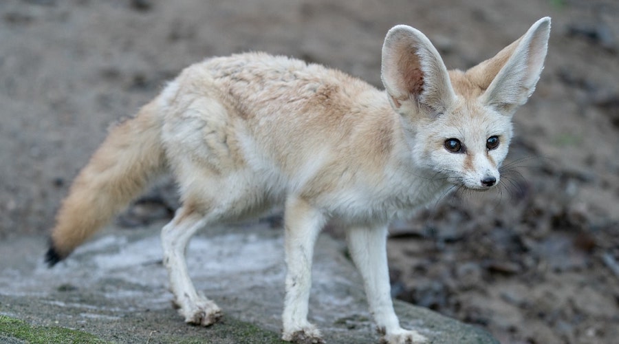 Skikda : 5 fennecs acquis d’une manière illégale à Collo récupérés