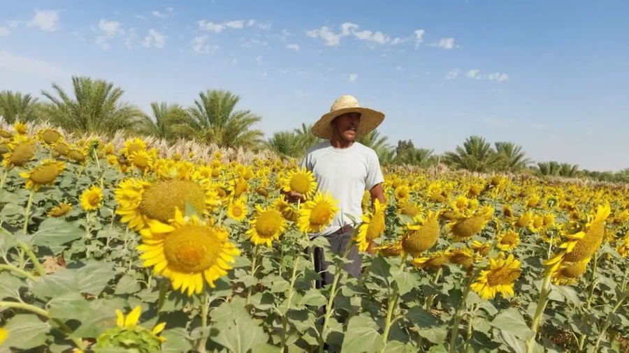 Cultures stratégiques au sud du pays : le couloir vert draine d’importants investissements étrangers