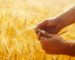 Projet agriculture Algérie avec ses défis et ses innovations en 2024