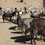 Maroc ânes