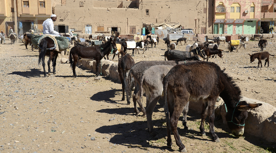 Maroc ânes