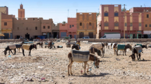 Le Makhzen lâche ses chiens sur une Américaine qui a montré l’affreux Maroc